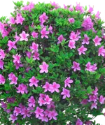 Декоративные кустарники и деревья