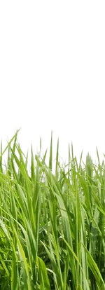 Газонная трава